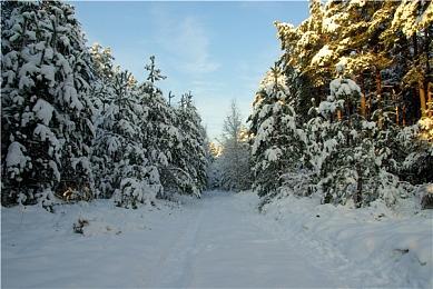 《王牌卡国》Steam页面上线 2025年发售